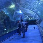 Прилагођени плексиглас акрилни тунел акваријум