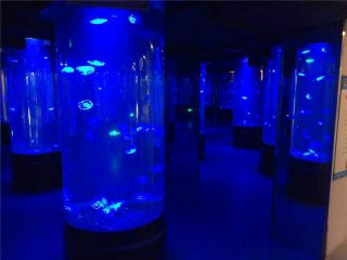 акрилна стакла акваријског медуза